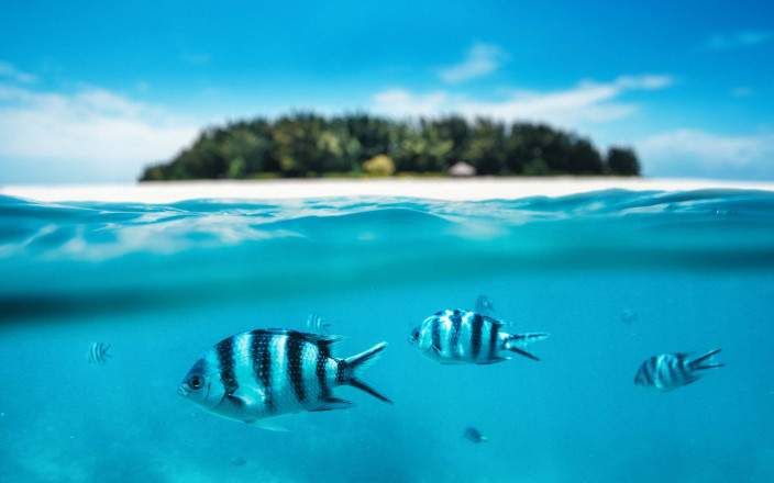 Snorkel or dive in colorful coral gardens