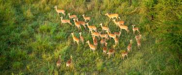 Herd of impalas seen on a hot-air balloon safari