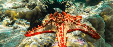 Red-knobbed sea star and sea urchins