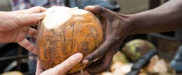 Coconut for drinking