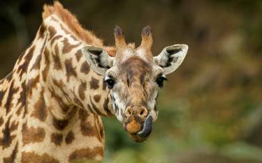 Masai giraffe