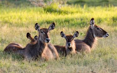 Common waterbuck resting