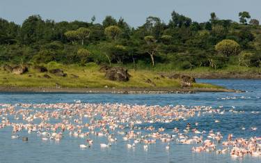 Lesser flamingos in the Momela Lakes