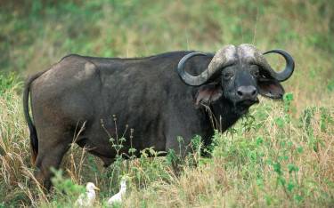 Buffalo bull