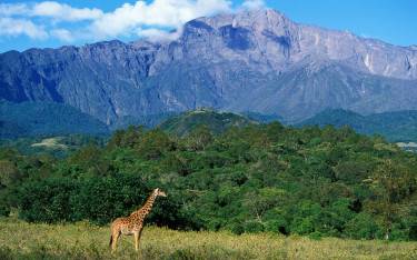 Masai giraffe at the footslopes of Mt Meru