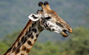 Giraffe close-up