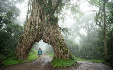 Fig tree arch straddling the road to Meru Crater