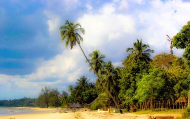 Palm-lined beach