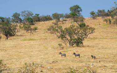 Plains zebras