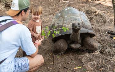 People feeding and Aldadra giant tortoise on Changuu Island