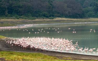 Flamingos in Empakaai Crater in the Ngorongoro Conservation Area