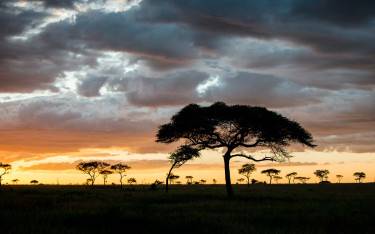 Acacia tree at sunset