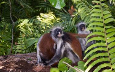 Kirk's red colobus monkeys