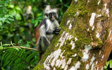 Zanzibar red colobus