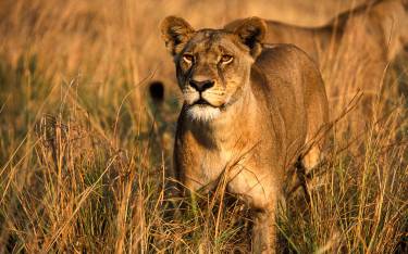 Curious lion