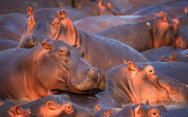 Hippos in the late sun