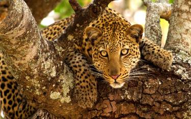 Young male leopard in a tree
