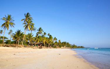 Palm-lined beach