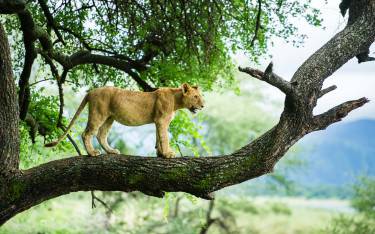 Tree-climbing lion