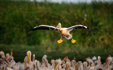 Great white pelican in flight