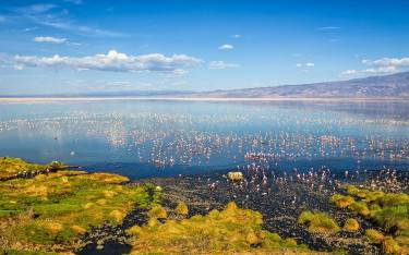 Lesser flamingos feeding in the lake
