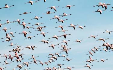 Flamingos in flight