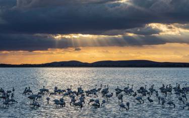Flamingos in the lake at sunset