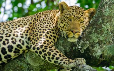 Leopard in a tree