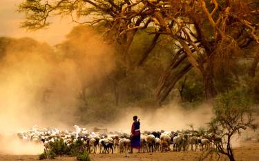 Maasai boy herding goats