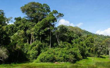 Lush forest landscape