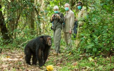 Watching a chimpanzee on a chimp trek