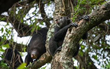 Chimpanzees in a tree