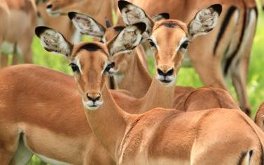 Impala herd