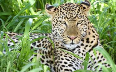 Leopard