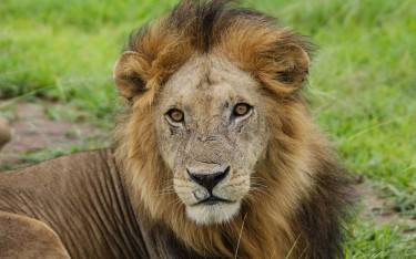 Male lion lying on the floodplain