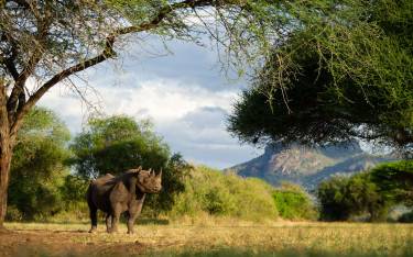 Black rhino