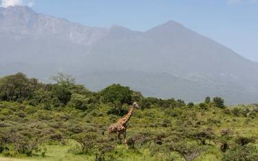 Masai giraffe in front of Mt Meru