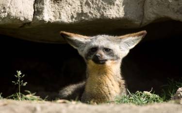 Bat-eared fox at den