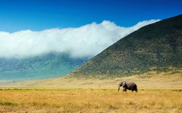 Elephant bull
