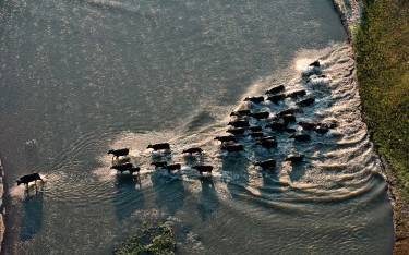 Buffalo herd crossing water