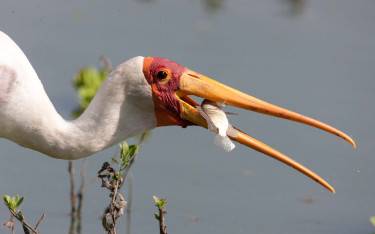 Yellow-billed stork eating a fish