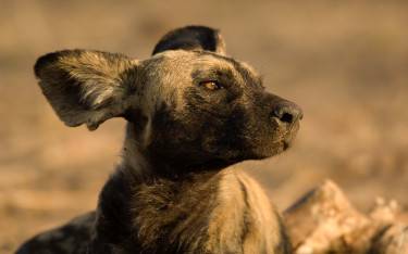 Wild dog lying in the late sun