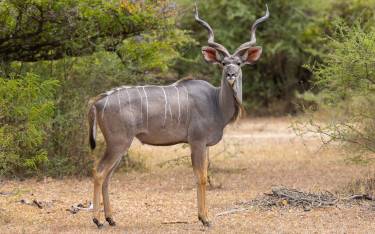 Greater kudu bull