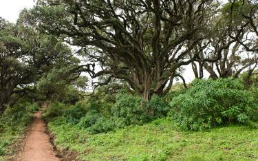 Path leading to the crater rim