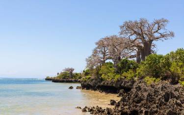 Thumbnail of Baobab trees on the rocky shore