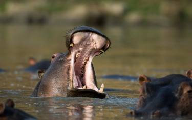 Common hippo yawning