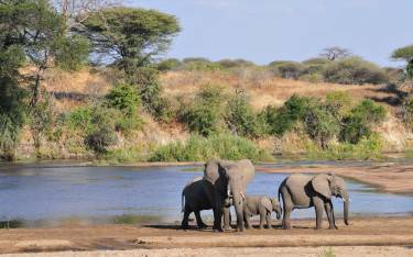 Elephants at the Great Ruaha River