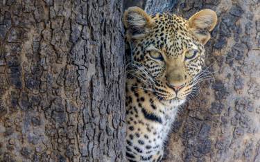 Leopard in a tree