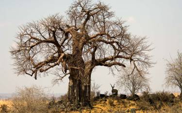 Greater kudu under a baobab tree