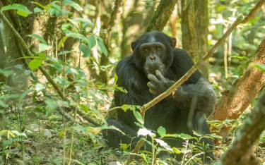 Chimpanzee in the forest